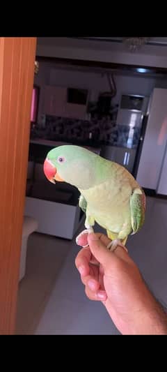 Pure Raw Parrot Hand Tame