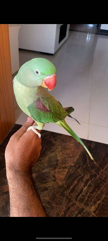 Pure Raw Parrot Hand Tame 1