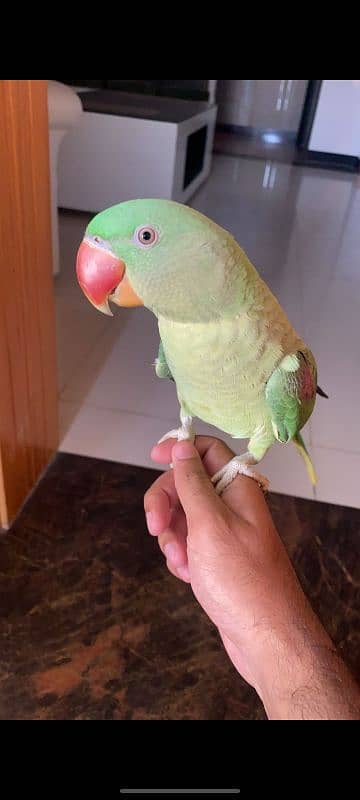 Pure Raw Parrot Hand Tame 2