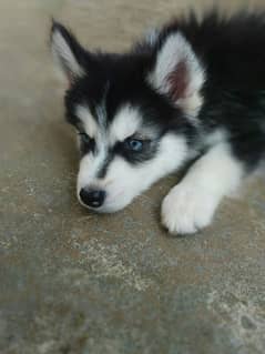 Siberian husky puppies wooly coat.