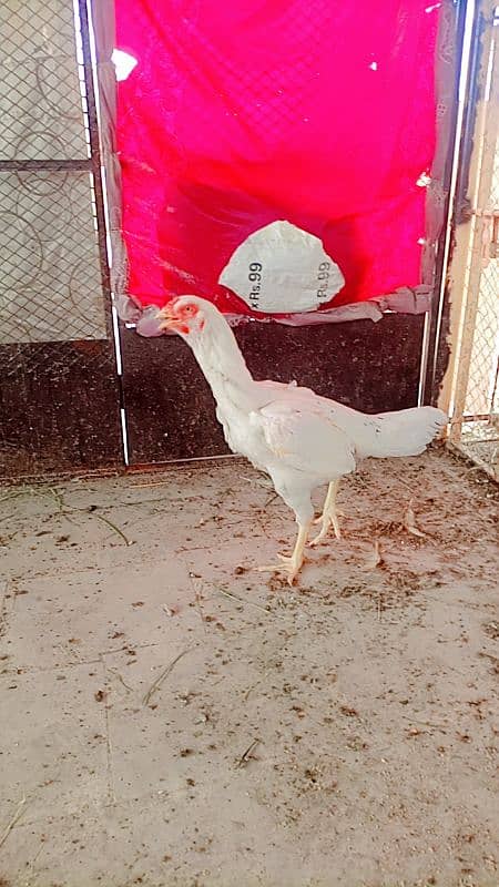 Heera/Hera/Hira female available for sale in high quality 2