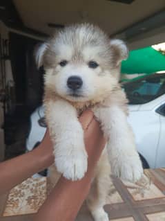 Alaskan Malamute Pedigreed Female puppy