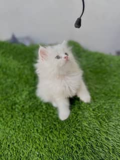 Persian kittens for sale / Semi Punch face / Triple coat / Large coat