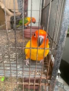 Sunconure and yellow sided extreme red healthy pair