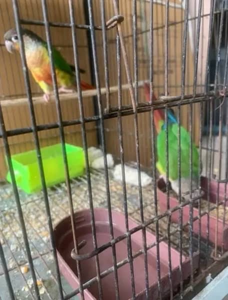 Sunconure and yellow sided extreme red healthy pair 8