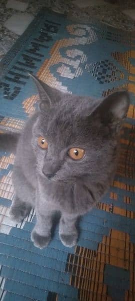 british shorthair 3