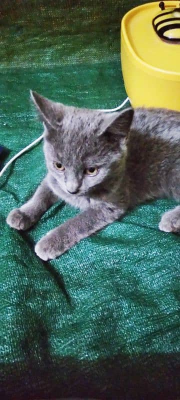 british shorthair 4