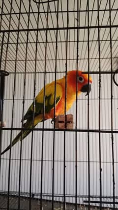 sun conure male adult 0