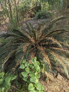 Kangi palm ( Cycus Plant )