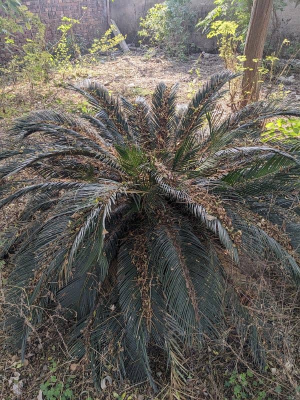 Kangi palm ( Cycus Plant ) 1