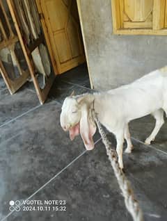 Gulabi Bakra Male