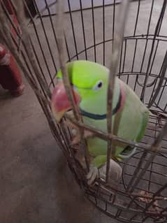 Male Raw Breeder Parrot