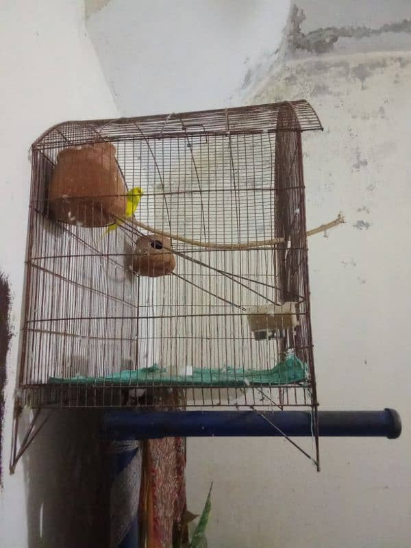 Hen or bird cage 2