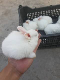 2 Breeder females and 4 bunnies