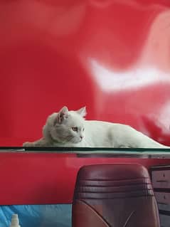 Persian tom for sale Islamabad