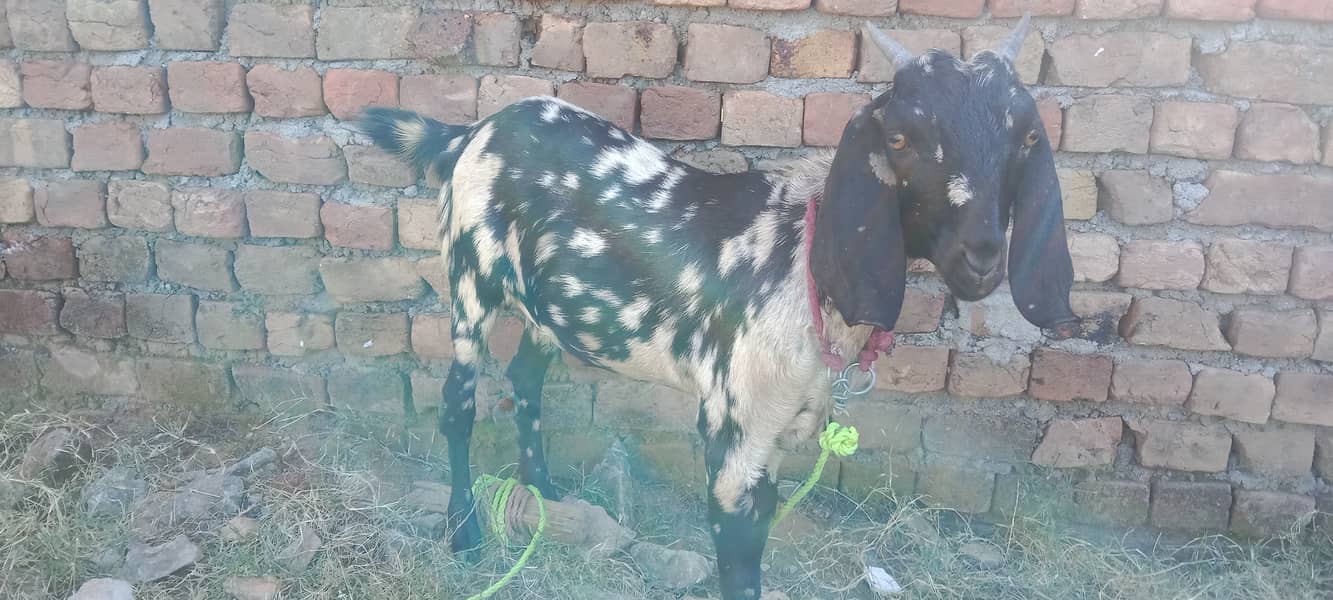 Confrm ghaban goats 1