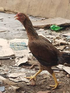 Aseel heavy weight egg laying hens  contact 03/00/96/37/92/8.  active