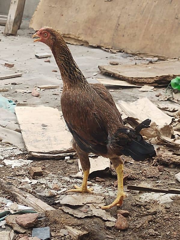 Aseel heavy weight egg laying hens  contact 03/00/96/37/92/8.  active 2