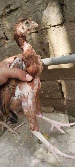 Sindhi lakha aseel chicks