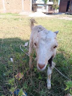 Desi Bakri/Goat