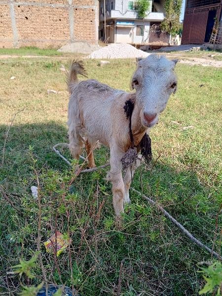 Desi Bakri/Goat 1