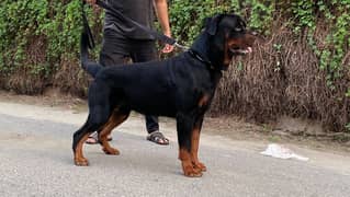 Rottweiler