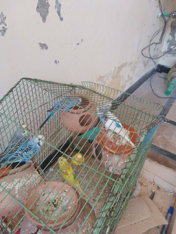 Australian parrot for sale 3