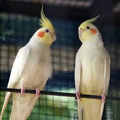 Common white red eys and pied cockatiel and aseel cheena murga