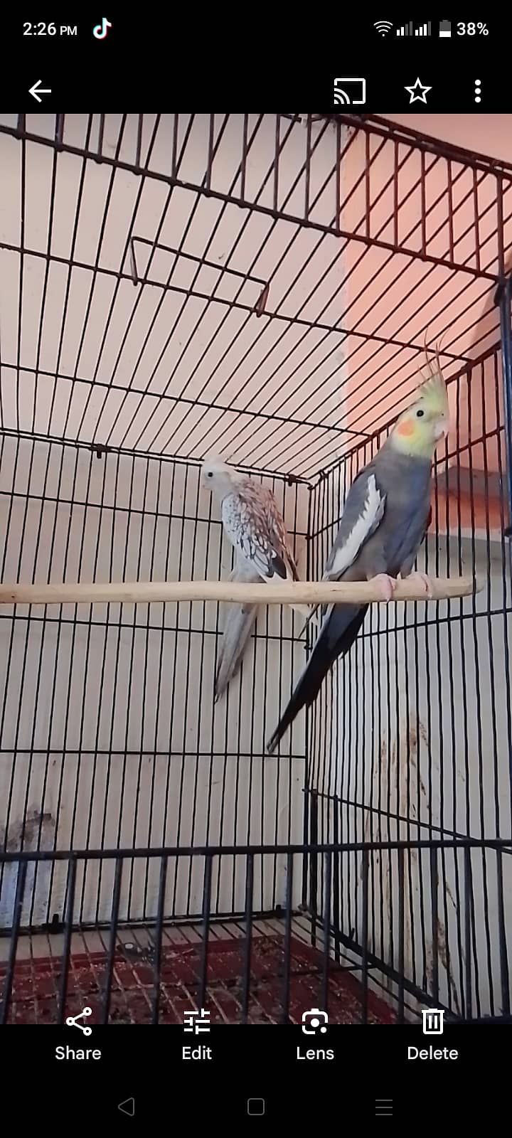 Common white red eys and pied cockatiel 1