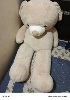 teddy