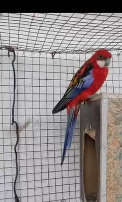 RED CRIMSON ROSELLA