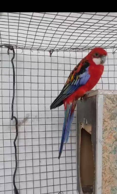 RED CRIMSON ROSELLA 0