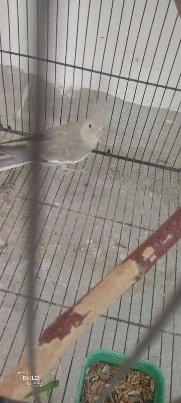 egg laying pied cockatiel for sale with cage 4