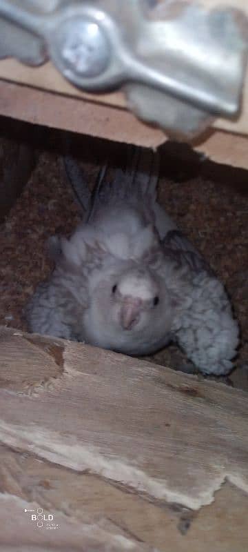 egg laying pied cockatiel for sale with cage 5