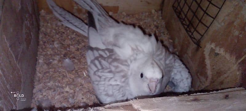 egg laying pied cockatiel for sale with cage 6