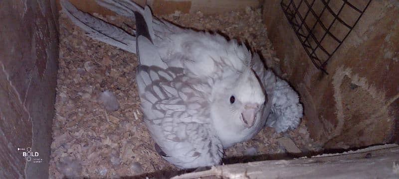 egg laying pied cockatiel for sale with cage 7