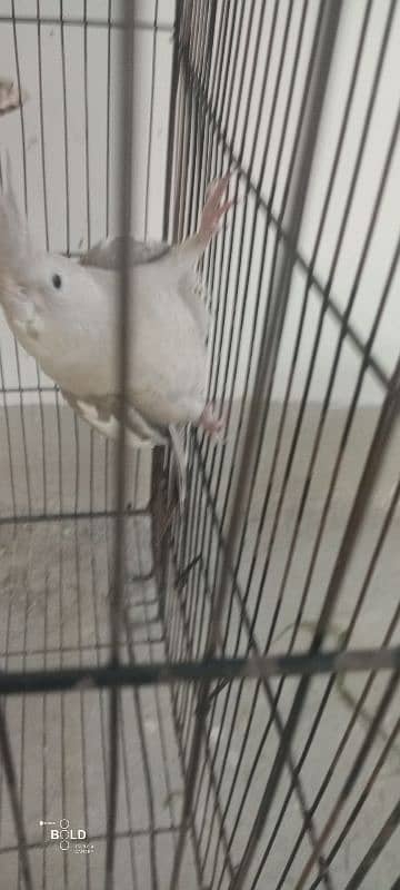 egg laying pied cockatiel for sale with cage 8