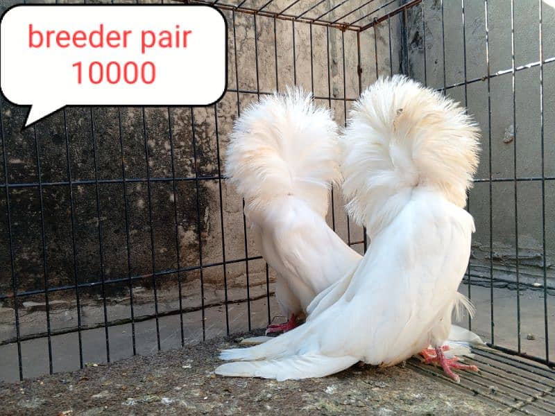 fancy pigeon | kabutar| Jacobin|  frillback saddle | amarican fantail| 9