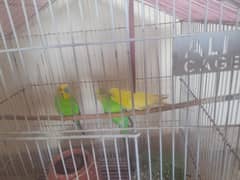 This parrots age are 7 month