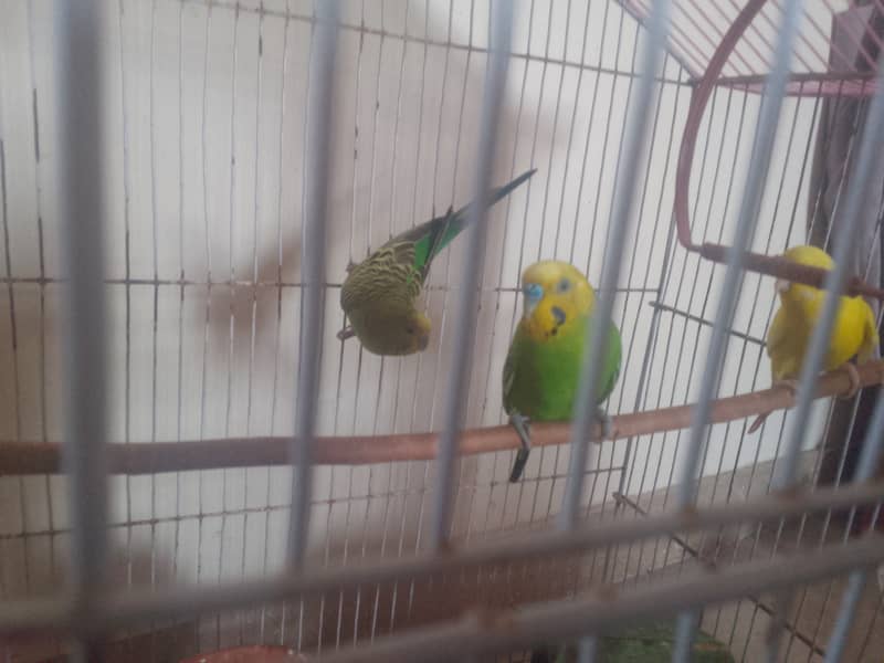 This parrots age are 7 month 1