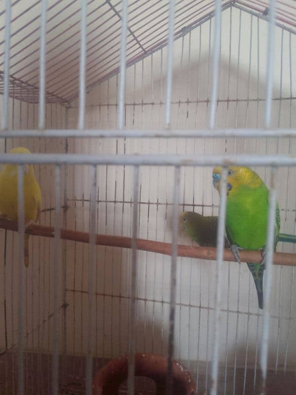 This parrots age are 7 month 2