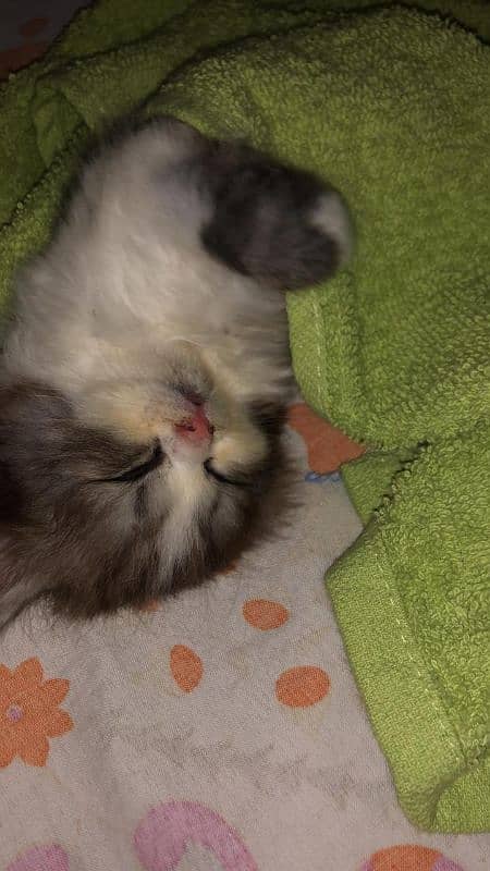 persian cat kitten 6