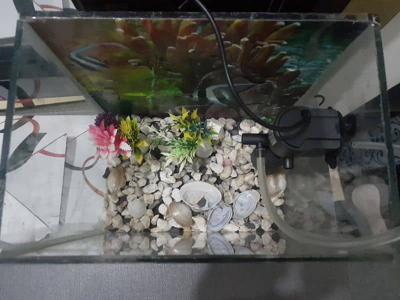 Fish Aquarium & Filter 4