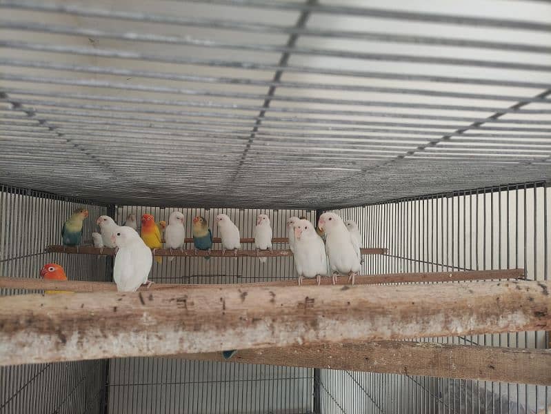 Lovebirds /albino / cremeeno/ parblue/lutino/split 5