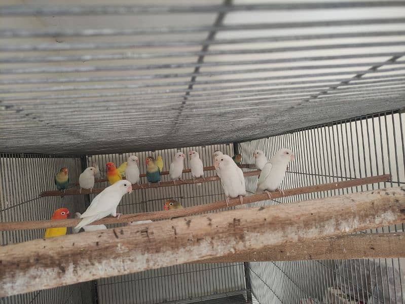 Lovebirds /albino / cremeeno/ parblue/lutino/split 6