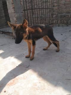 German shepherd pap far sale