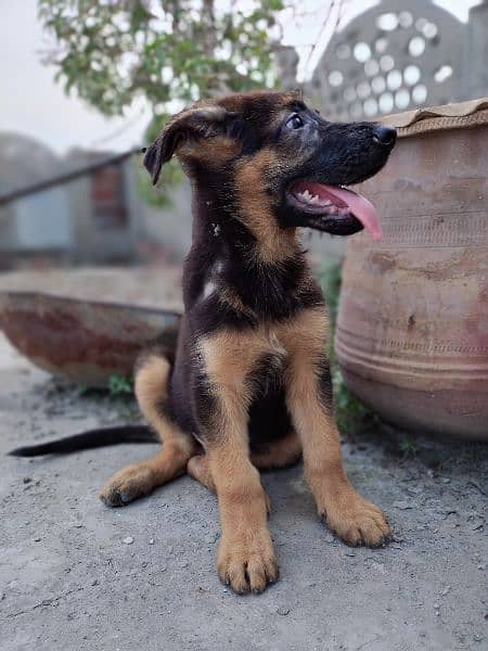 German shepherd pap far sale 1