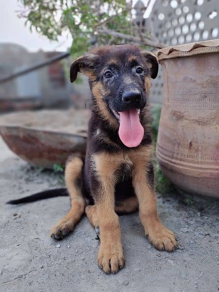 German shepherd pap far sale 2