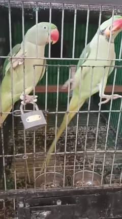 raw parrots