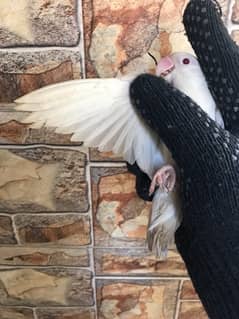 adult Albino red eyes with DNA certificate ready to first breed